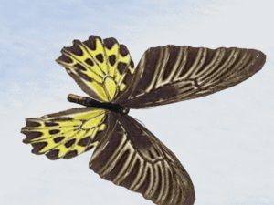 bird wing butterfly flapping 3d model