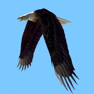 3d american bald eagle morph