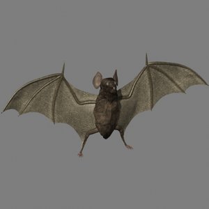 vampire bat 3d model