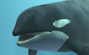 dxf orca