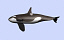 orca whale 3d max