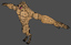3d model werewolf wolf