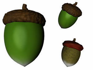 acorn 3d model