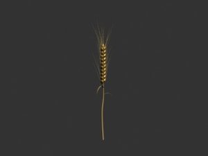3d wheat model