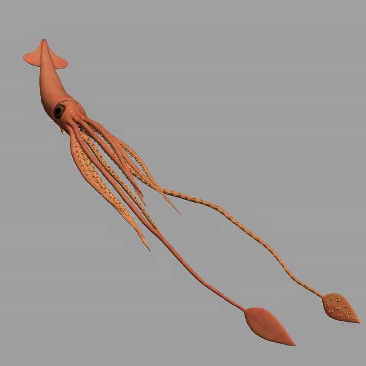 squid 3d model