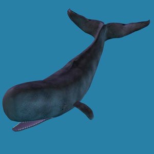 imagination sperm whale 3ds