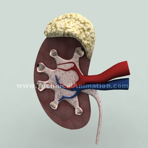 kidney organized 3d model