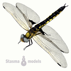 dragonfly 3d model