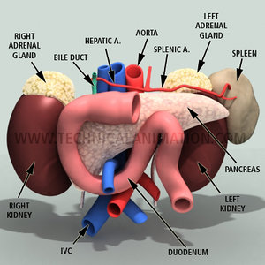 pancreas kidney spleen 3d model
