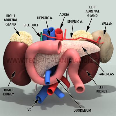 Pancreas Kidney Spleen 3d Model