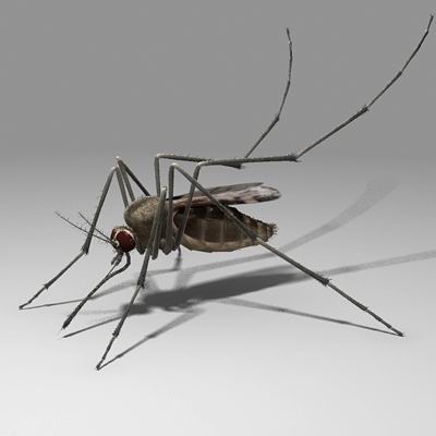 large scale mosquito model