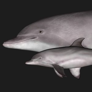 3d bottlenose tursiops dolphin family