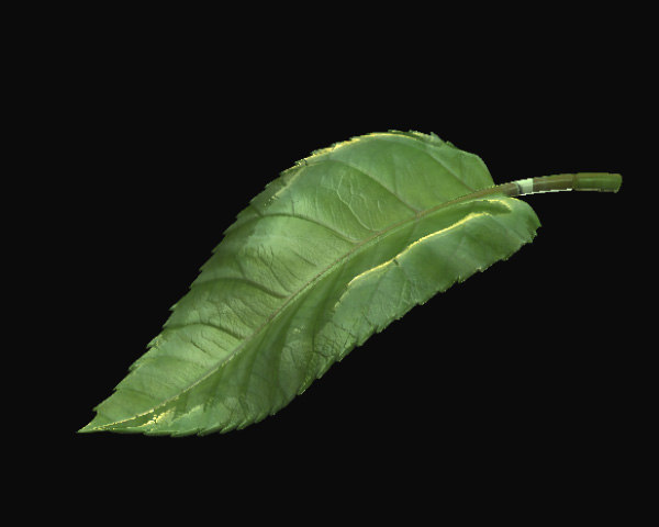 leaf 3d model