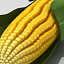 corn ear 3d model