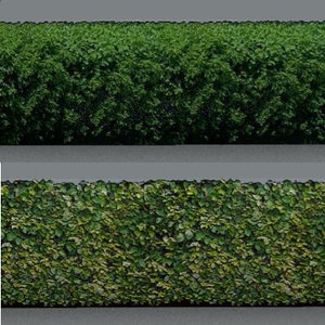 hedge 3d model