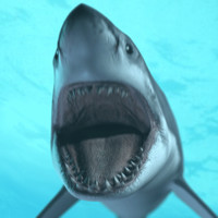 Great White Shark - animated