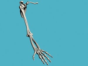 3d arm bones