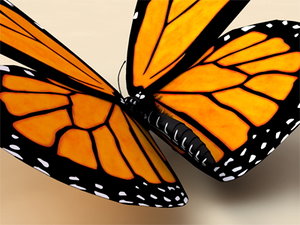 monarch butterfly 3d model