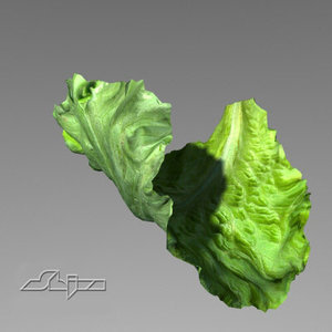 lettuce leave 3d model