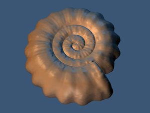 3d prehistoric sea shell
