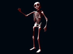 human skeleton 3d model