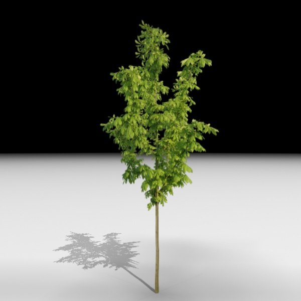 Free Tree 3D Models for Download | TurboSquid