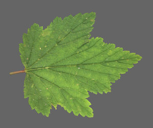 3d model currants leaf
