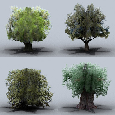 Tree Olive 3d Model