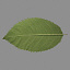 rose leaf 3d lwo