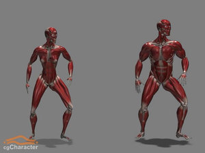 cghumans: eve muscles skeleton 3d model