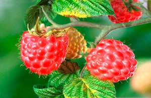 berries raspberries 3d model