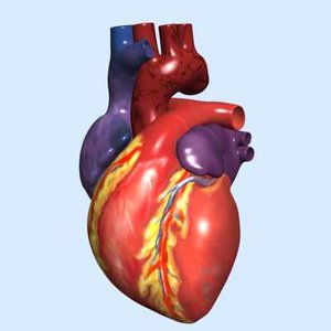 human heart exterior 3d model