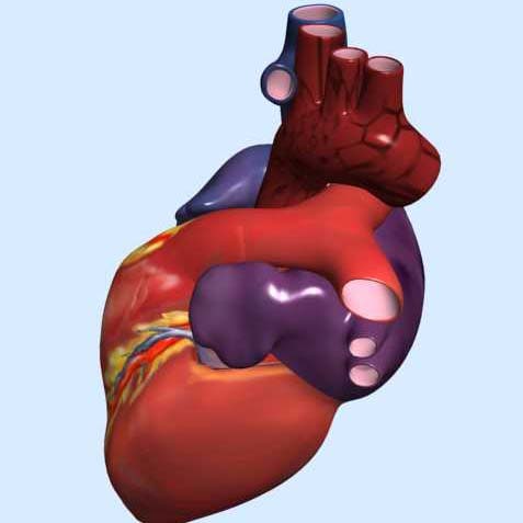 human heart interior 3d model