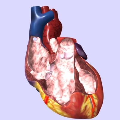 human heart interior 3d model