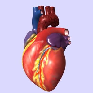 human heart interior 3d model