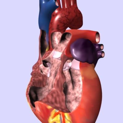 human heart interior 3d model