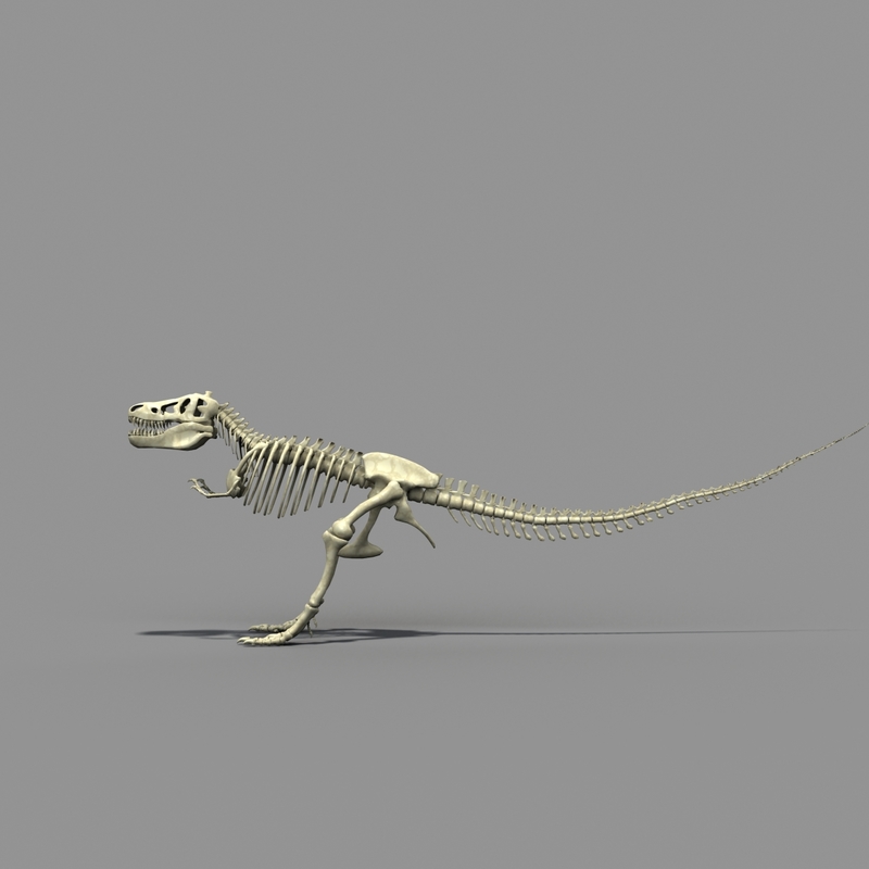 t rex skeleton 3d