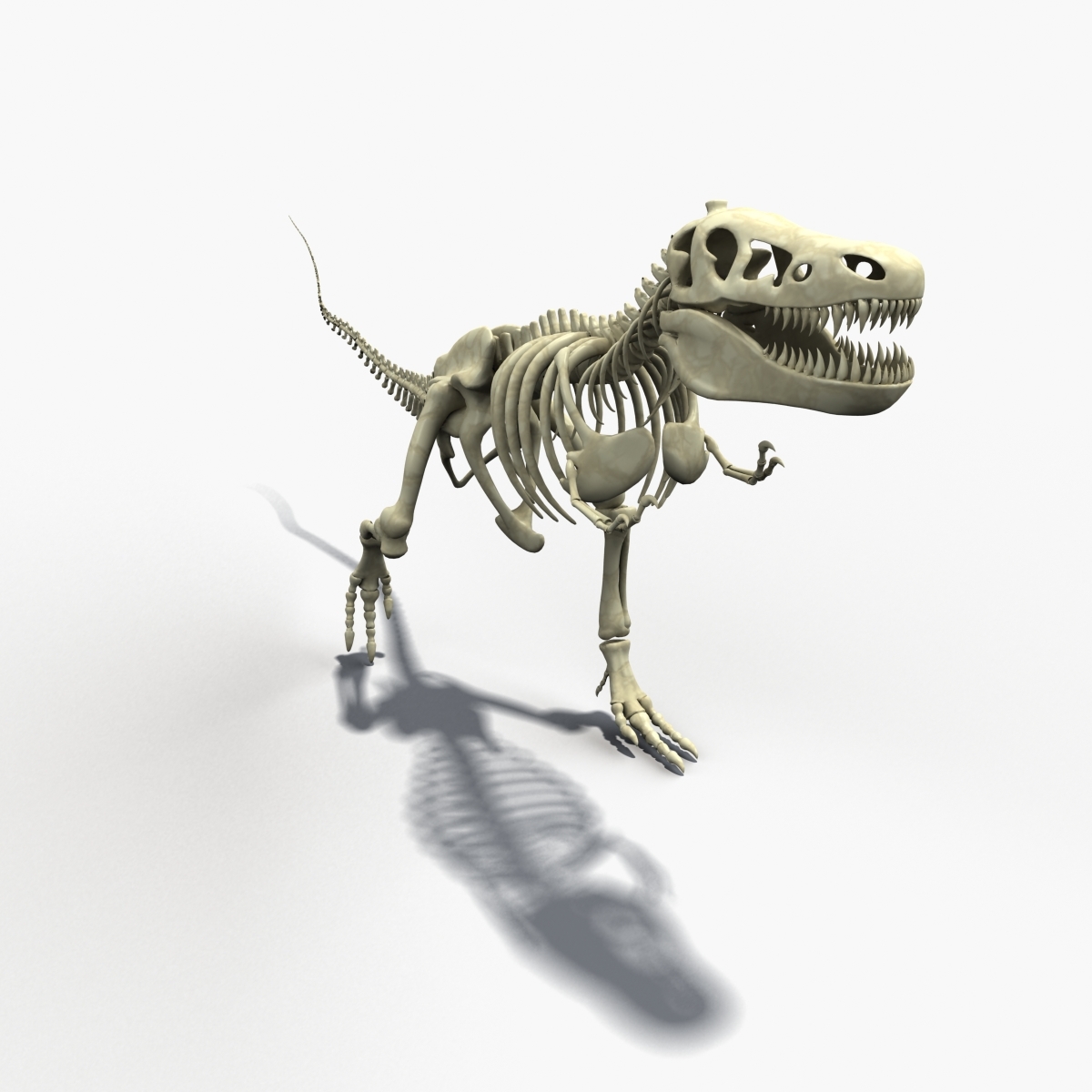 t rex skeleton model