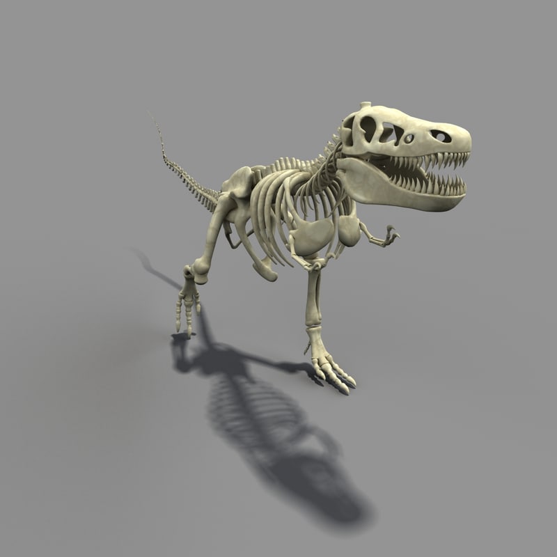 t-rex skeleton 3d model