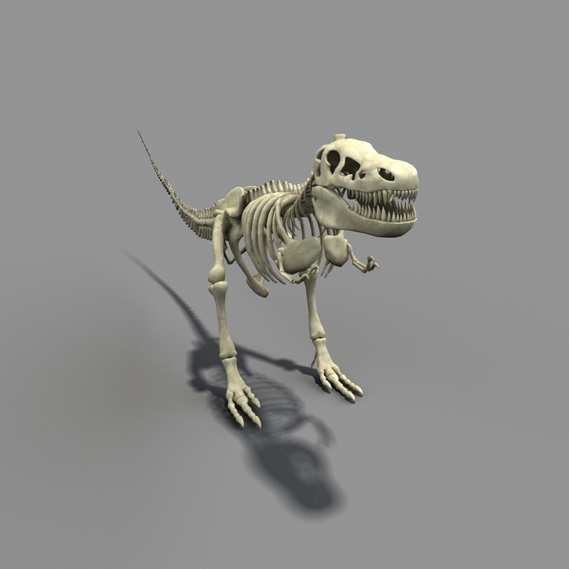 t rex skeleton 3d