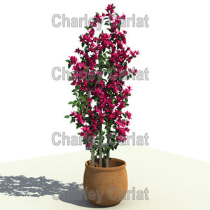plant bougainvillea 3d model