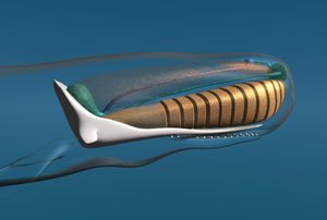 sperm whale organs 3d model