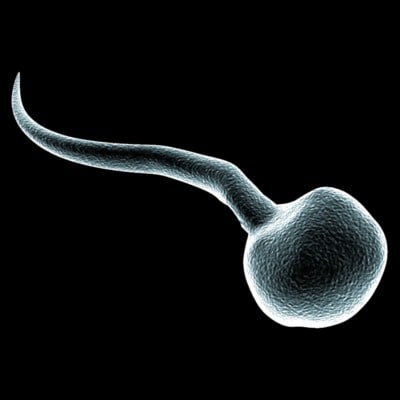 Sperm 3d