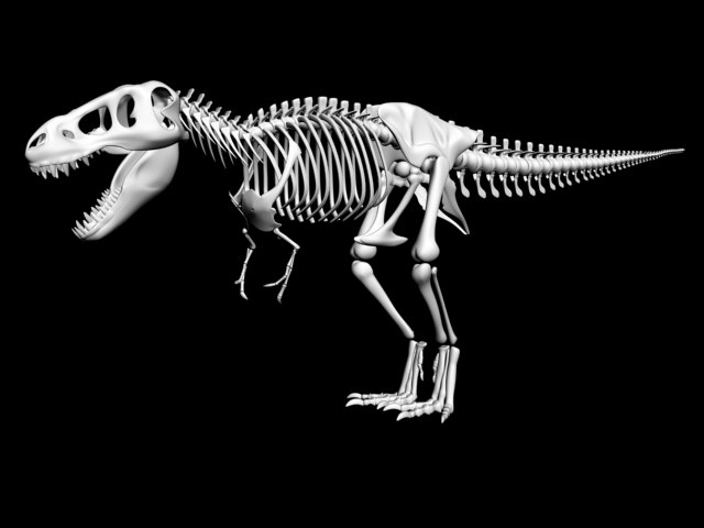 t rex skeleton model