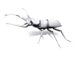 3d model beetle stag