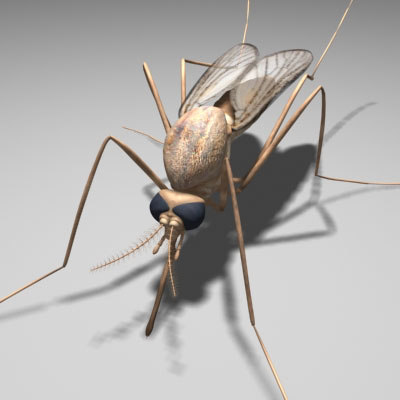 large scale mosquito model