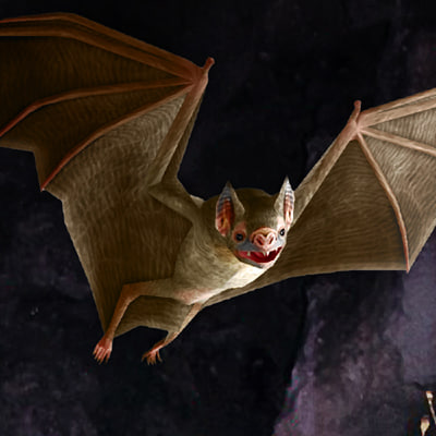 vampire bat 01 3d model