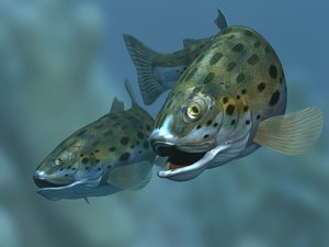 rainbow trout fish 3d max