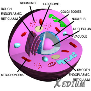 Eukaryote (Animal Cell)