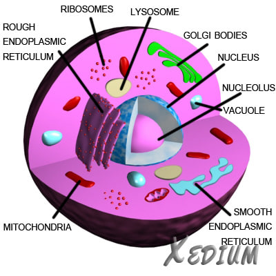 3d 3ds Max Eukaryote Animal Cell